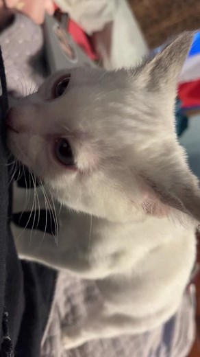 Lotion the Cat: A Compilation of Cute Moments