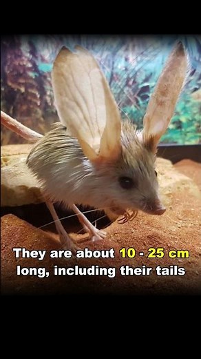 Jerboa | The Real Life Pokemon