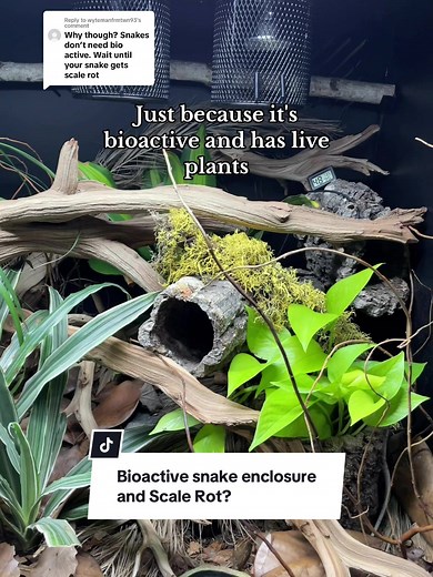 Replying to @wytemanfrmtwn93 Ball pythons need high humidity so any substrate you use has the potential to cause scale rot if you are keeping it soaked and they have no choice but the sit on it. When caring for bio-active or even naturalistic enclosures you do add water to the soil but you let the top layer dry out in between waterings. As far as misting.. the enclosure should also dry out between when you mist. At no point should the enclosure be constantly wet. #scalerot #ballpython #pythonreg
