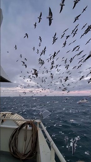 Seagulls Flock Over Fisherman || ViralHog
