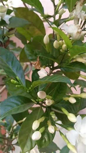 Crape Jasmine #flowers #garden #shorts #nature