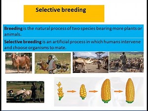 Selective breeding with questions
