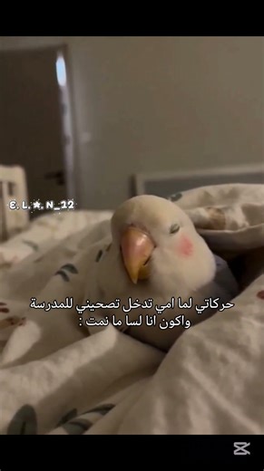 قد صارت معكم ؟؟ 🤔#احبكم#ترند#اكسبلور#لايك#اشتراك#تفاعلو#دعم#shorts#trending#funny#fypシ#