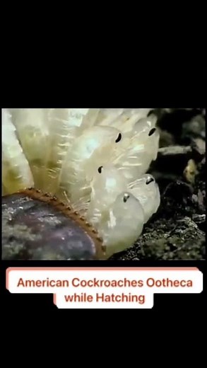 Hatching of American Cockroach Eggs (Ootheca)