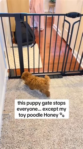 potty trained toy poodle puppies on Instagram: "#toypoodletürkiye #toypoodleowners #toypoodlepuppy🐩🙃❤️ #toypoodlelover #toypoodlelover #toypoodleblack #toypoodlepuppy ##toypoodleclub #toypoodle"