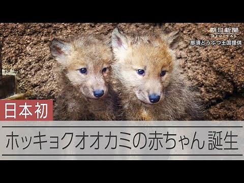 〝幻の〟ホッキョクオオカミの赤ちゃんが誕生
