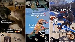 Zawg / Schlawg | Know Your Meme