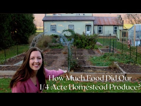 What I Learned From Our 1/4 ACRE HOMESTEAD in 2023