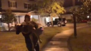 19K views · 225 reactions | A local Daytona Beach dog rescue group is helping find homes for some of the more than 160 German shepherds found abused and neglected on a Georgia property last week. READ MORE: https://www.news-journalonline.com/news/20190106/daytona-group-helping-with-german-shepherds-rescued-from-dog-hoarder-in-georgia | Daytona Beach News-Journal | Facebook