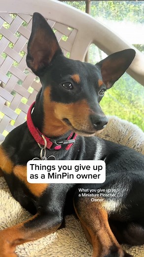 Miniature Pinscher Owner: Do You Have the Same Experience with Your Min Pin?