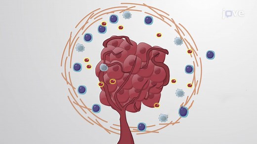 Video: The Tumor Microenvironment