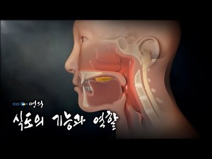 [명의 의학백과📖] 식도의 기능과 역할