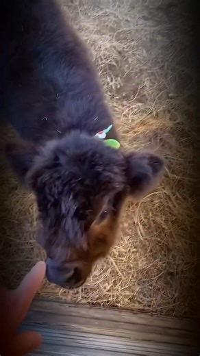 76K views · 1.9K reactions | Funny highland calves compilation #fbreelsfypシ゚viralシ #fypシ゚viralシ #reelsviralシfb #fypシ #fypchallenge #compilation | Reels Comps | Facebook