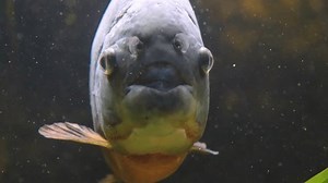 Piranha Fish Underwater Aquariumpredatory Hungry Freshwater Stock Footage Video (100% Royalty-free) 1110444201 | Shutterstock