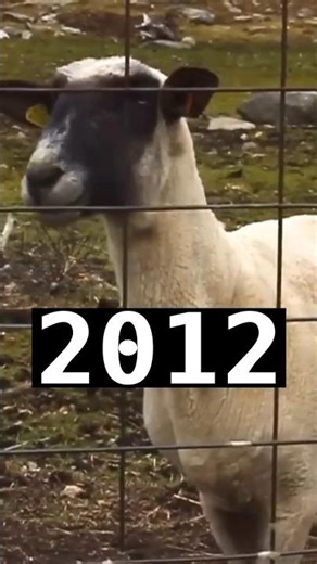The Screaming Sheep - Evolution