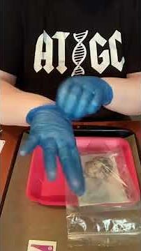 Cow Eye Dissection Part 2: Guide in the Box plus Additional Supplies (anatomy and physiology lesson)