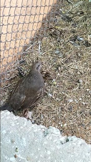 California Quail Chicks 🥰😍🥰