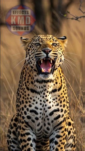 LEOPARD SOUND - WILD ANIMAL SOUNDS - The Best Sound Effects