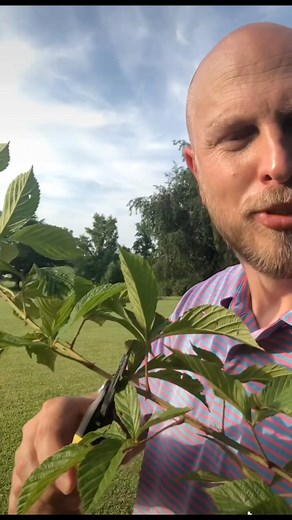 How to get a free blackberry plant! #blackberry #blackberries #berry #berries #farm #garden #gardening #gardentipsandtricks #gardenhack #free #freebie #plant #plants #tree #fruit #farmlife | Salty Acres