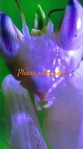 Preying mantis gets eaten by giant mantis#amazing