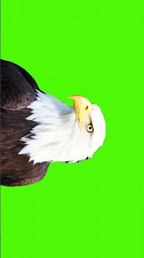 Bald Eagle Green Screen | 4K Ultra HD Free Video #greenscreen #eagles #vfx #birds #bird #nature