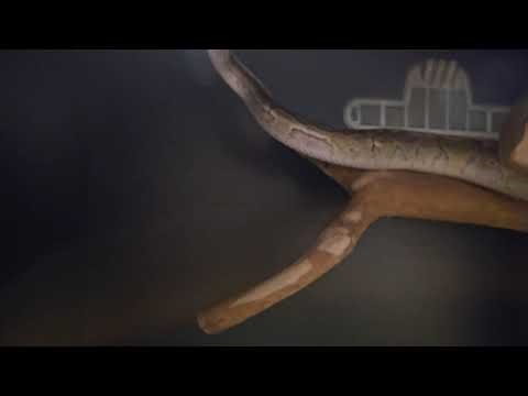 #kingpin #ballpython