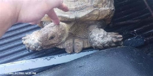 Tortoise lost for 3 years in Florida returns home after only 5-mile journey