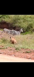 Lion hunt kills zebra. #lion #nature #animals | NL Liones AS