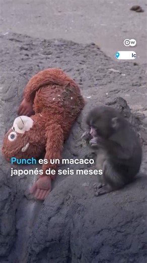 Como el peluche ayudó al mono bebé - El fenómeno de “Punch” Punch, un macaco japonés, se ganó el corazón de los internautas después de que se hiciera viral un vídeo en el que aparecía abrazado a un peluche de orangután. #EditorsChoiceNews #Japón #Punch #macaco #simio #chango #mono #mico #zoológico #Ichikawa | T13