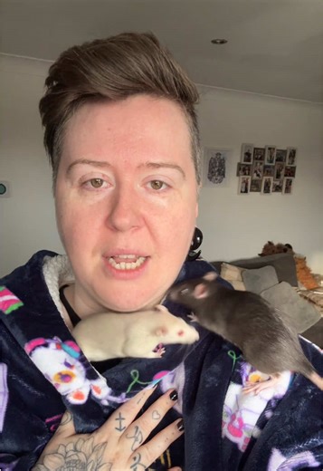 These are my ladies! #rats | rat