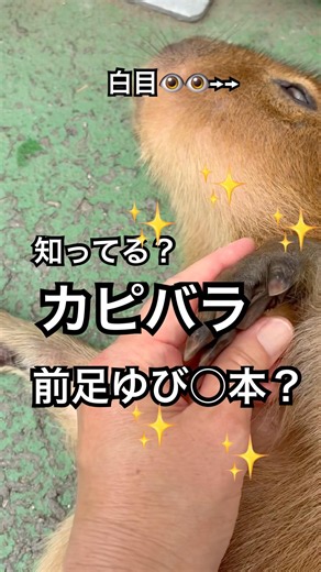 【前編】カピバラの前足って、指何本？❤アニタッチパーク#shorts #capybara #shortvideo