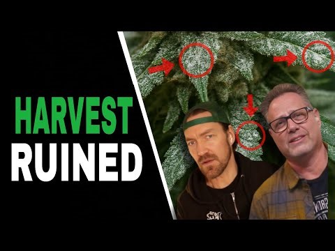 3 Hidden Dangers Lurking in Late Bloom (And How to Stop Them)