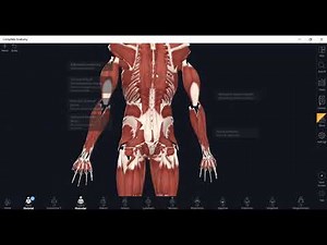 BIO 1147 Skeletal Muscle Identification Reference