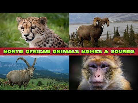 North African Animals for Kids - Learn the Names and Sounds of the Animals of North Africa