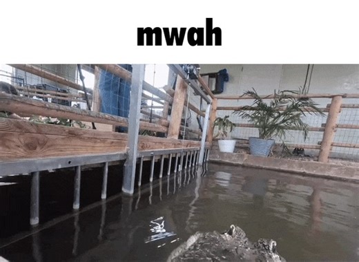 If PK ever gets security cameras. It'd be cool if there were scripted animations of prehistoric animals being silly with the camera.I'm glad we're finally getting stuff for hunting and fighting. But being a zoo game is the perfect excuse to have dinosaurs being cute and goofy.