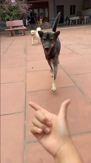 🐕 cute actions of lovely dogs 😘