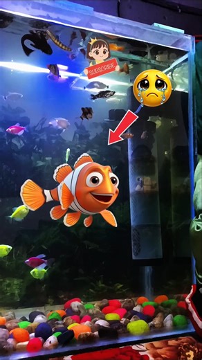 Ye kya hogya🥺#fish #aquarium #share #vlog #youtubeshorts #shorts #shortsfeed #shortsviral #viral