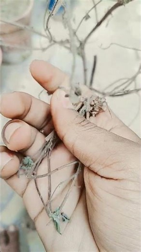 sukhi tulsi ka kya kare? what to do with dry Tulsi plant? # Acharya Anirudh