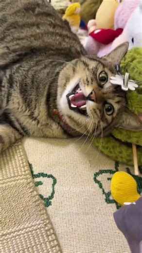 Part 77 | Thank you God for presenting this cute creature, namely this cat.