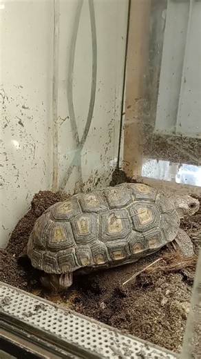 Želva spekeova (Kinixys speekii) hloubí jamku na vejce