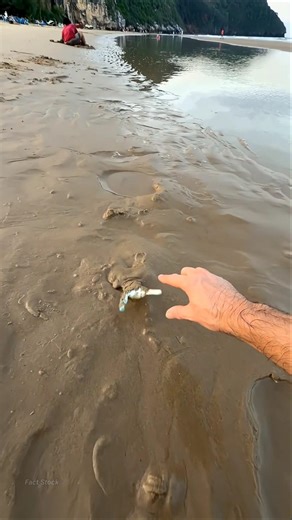 Why Do Fish Hide In The Sand? #shorts