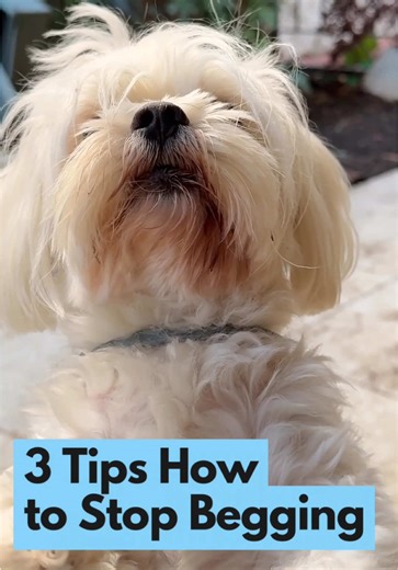 3 Tips to Stop Dog Begging at Mealtimes