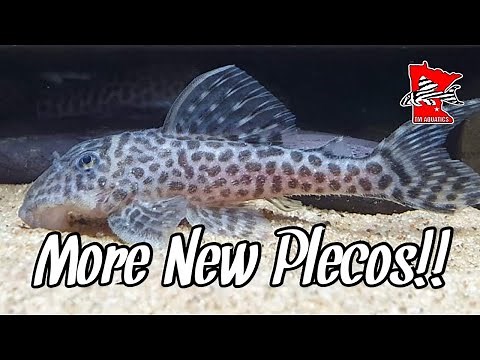 L174 & L471 Plecos from Dan’s Fish.