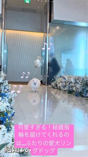 So cute! The ring bearers are... the couple's beloved dog, the ring dog! #wedding #weddingdress #...