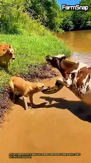 물가에서 만난 소와 개 그리고 뱀 #farm #animal