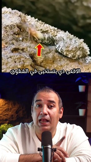 هذا ليس عنكبوت