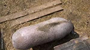 Vietnamese pot-bellied pig on a farm. View from above.