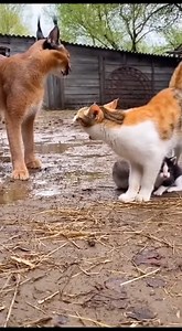 Mother cat's reaction to protecting kittens #cat #kitten | Lifeline Tails