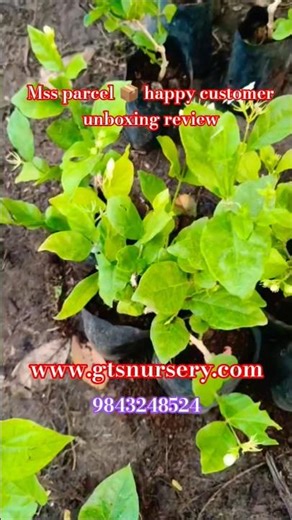 happy customer review #online sales#mss parcel#open box delivery