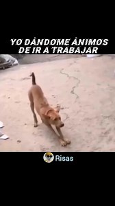 866K views · 10K reactions | ‍‍ #videoviralシ #random #comedia #humor #risas | Risas | Facebook